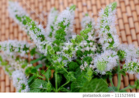 Delicate Peppermint Flowers in Bloom Delicate Peppermint Flowers in Bloom 111525691