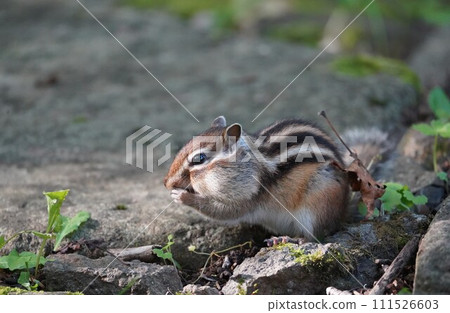 一隻可愛的花栗鼠，臉頰豐滿 111526603