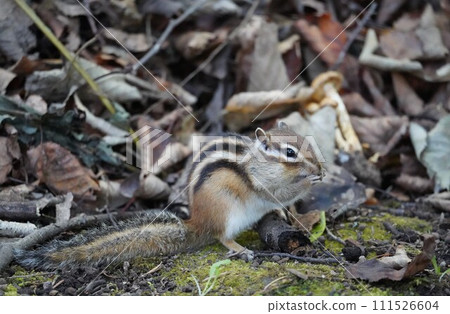 一隻可愛的花栗鼠，臉頰豐滿 111526604