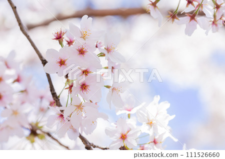 Sakura Hana - Stock Photo [111526660] - PIXTA