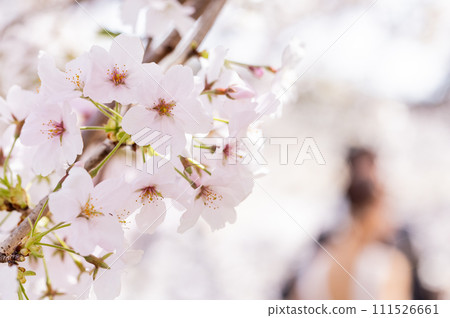 Sakura Hana 111526661