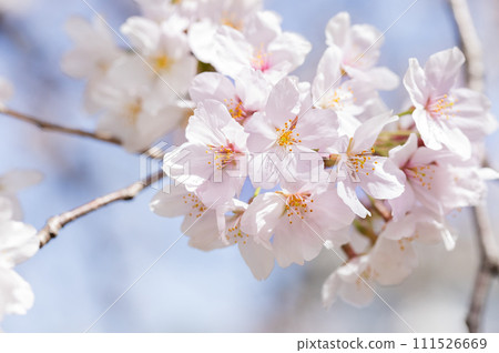 櫻花哈娜 111526669
