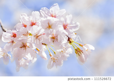 櫻花哈娜 111526672