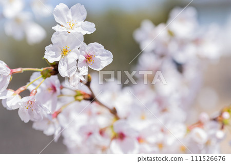 櫻花哈娜 111526676