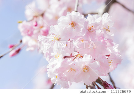櫻花哈娜 111526679
