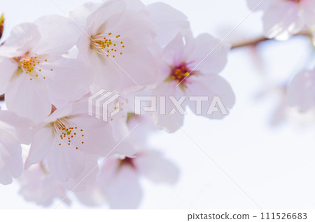 Sakura Hana 111526683