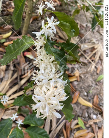 Coffee tree blossom with white flowers in garden Coffee tree blossom with white flowers in garden 111526825