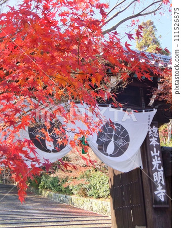 Autumn leaves of Komyoji Temple main gate 111526875