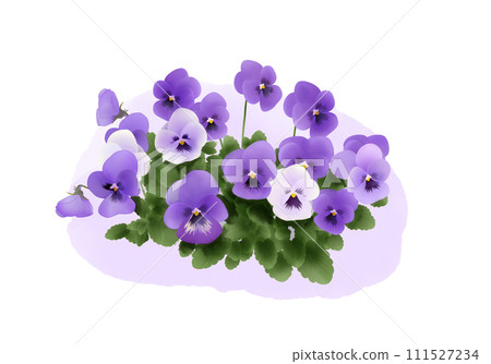 水彩風格的三色紫羅蘭與中提琴插圖 111527234