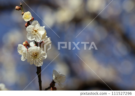 白梅花 白梅花 111527296
