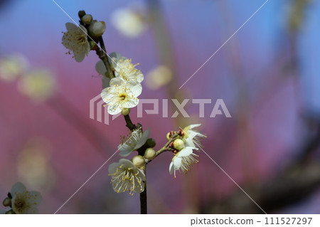 白色李子花在早期的春天 白色李子花在早期的春天 111527297