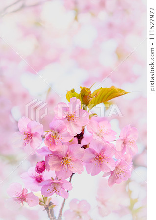 美麗的河津櫻花盛開 美麗的河津櫻花盛開 111527972