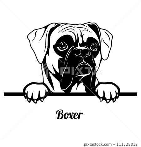 Peeking Boxer - Dog Breed - Pet Vector Portrait, Dog Silhouette Stencil - Cricut file EPS Peeking Boxer - Dog Breed - Pet Vector Portrait, Dog Silhouette Stencil - Cricut file EPS 111528812
