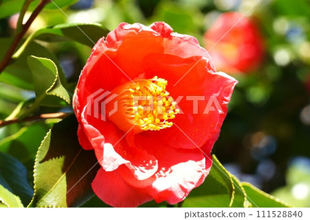 Red camellia flower Red camellia flower 111528840