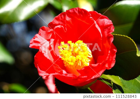 Red camellia flower Red camellia flower 111528843