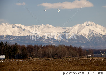 Swans flying in the blue sky and the summit of a snowy mountain 111528891