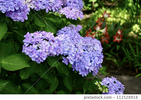 Hydrangeas blooming in the clear in the rainy season Hydrangeas blooming in the clear in the rainy season 111528918