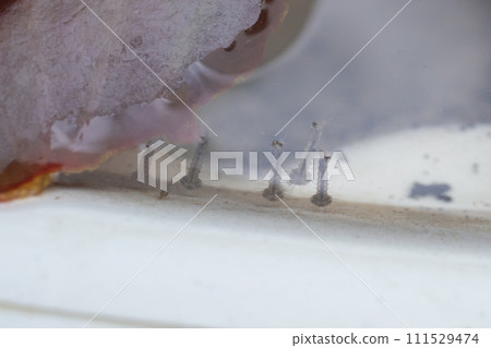 Mosquito larvae in stagnant water close up 111529474