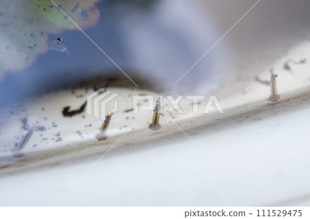 Mosquito larvae in stagnant water close up Mosquito larvae in stagnant water close up 111529475