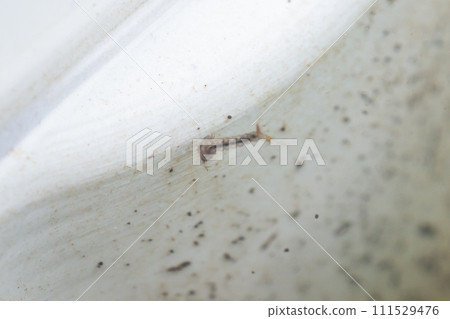 Mosquito larvae in stagnant water close up Mosquito larvae in stagnant water close up 111529476