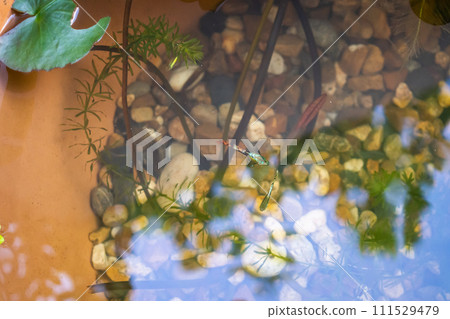 guppy fish in the lotus pond guppy fish in the lotus pond 111529479