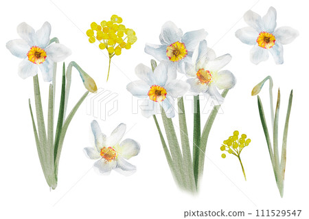 Collection of daffodil flowers.Watercolor spring hand painted floral illustration.Set of daffodils 111529547