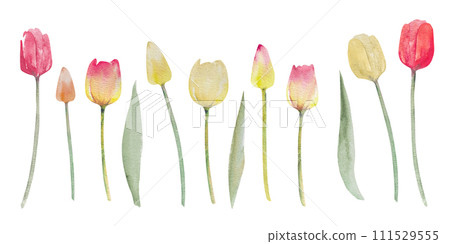 Collection of tulip flowers.Watercolor spring hand painted floral illustration.Set of tulips 111529555