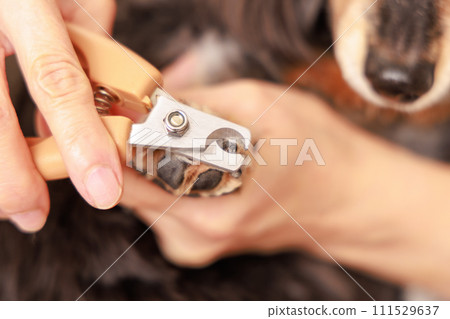 狗狗的腳趾甲被主人剪掉了 狗狗的腳趾甲被主人剪掉了 111529637