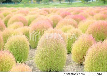 Kochia changing color - the beginning of autumn 111529665