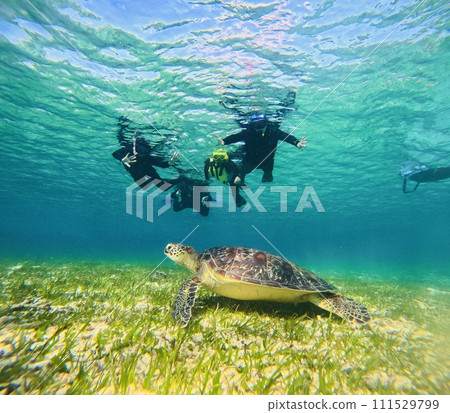 Swim with sea turtles in shallow water Swim with sea turtles in shallow water 111529799