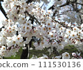 櫻花櫻桃樹櫻花 111530136