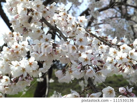 Sakura, cherry tree, cherry tree 111530136