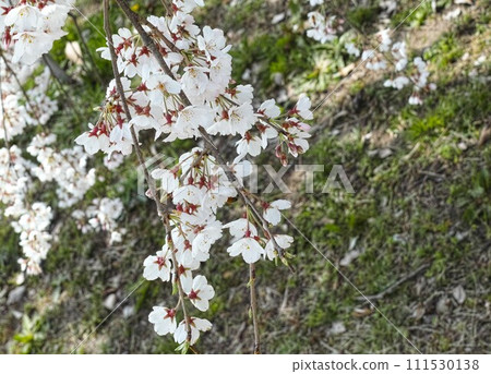 Cherry tree, cherry tree, cherry tree 111530138