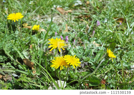 蒲公英,蒲公英,蒲公英 蒲公英,蒲公英,蒲公英 111530139