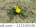 蒲公英, 蒲公英, 蜜蜂, 蜜蜂 111530140