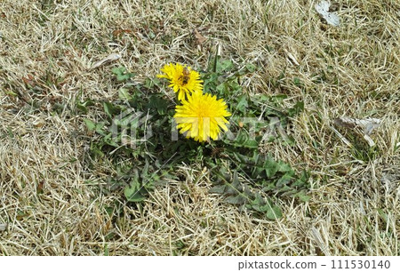 dandelion, dandelion, bee, bee 111530140