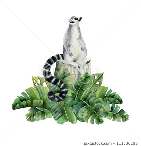 Ring tailed lemur sitting on stump and tropical palm leaves watercolor illustration isolated on white background. Hand drawn cute monkey animal with long striped black and white tail Ring tailed lemur sitting on stump and tropical palm leaves watercolor illustration isolated on white background. Hand drawn cute monkey animal with long striped black and white tail 111530188