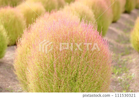 Kochia changing color - the beginning of autumn 111530321
