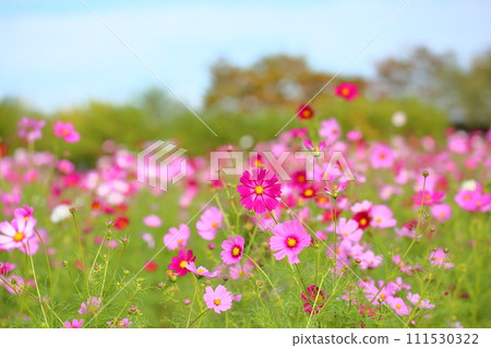 Cosmos flowers 111530322