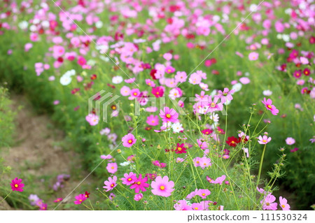 Cosmos flowers 111530324