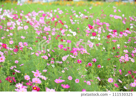 Cosmos flowers 111530325