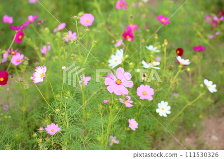 Cosmos flowers 111530326