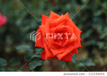 Arao City Ominous Citizen Flower Bed Rose Flower, 111530454