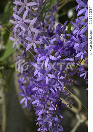 Petrea volubilis or purple wreath with violet flowers. 111530544