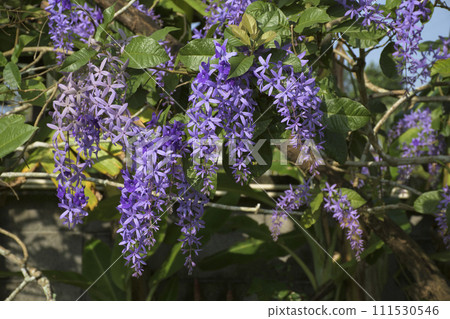 Petrea volubilis or purple wreath with violet flowers. 111530546