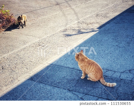 花貓在樹蔭下休息流浪貓在陽光下行走的風景 111530655