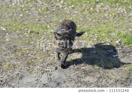 Rusty cat playing in the square Rusty cat playing in the square 111531248