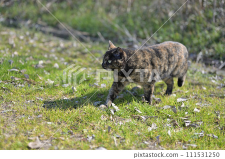 Rusty cat playing in the square 111531250