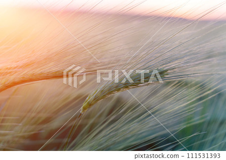 barley with spikes in field, back lit cereal crops plantation in sunset barley with spikes in field, back lit cereal crops plantation in sunset 111531393