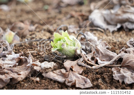 祝福春天 祝福春天 111531452